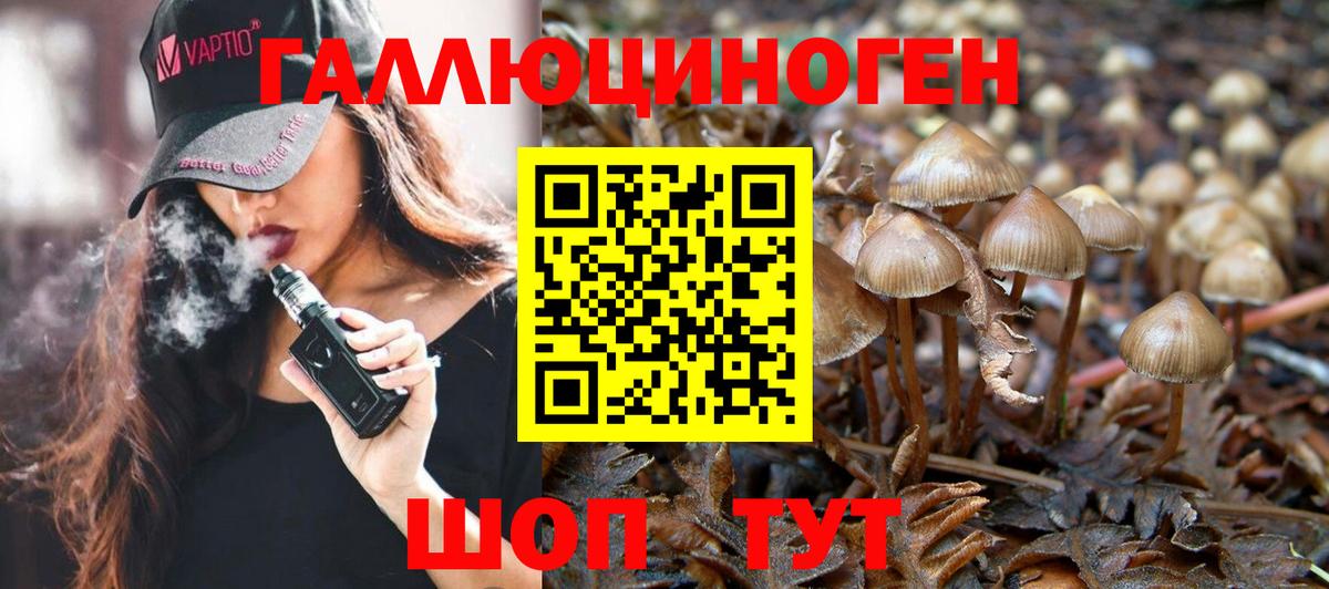 Псилоцибиновые грибы Psilocybe Гудермес
